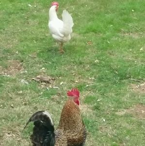 Meet your Posher, Terry